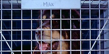 Header Critique : MAN'S BEST FRIEND (MAX, LE MEILLEUR AMI DE L'HOMME)