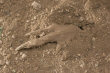 LES CREATURES DE L'OUEST : Photo 8
