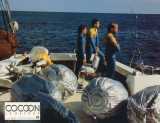 COCOON : THE RETURN Lobby card