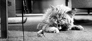 Header Critique : INCREDIBLE SHRINKING MAN, THE (L'HOMME QUI RETRECIT)